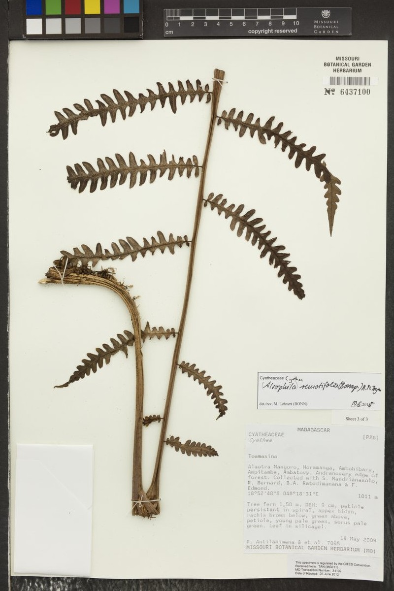 Cyathea remotifolia photo 4