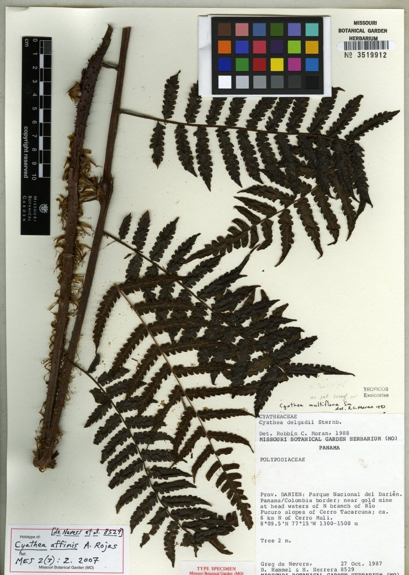 Cyathea retanae