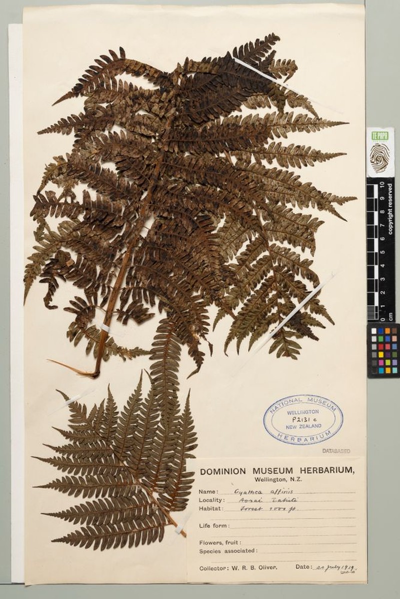 Cyathea retanae photo 2