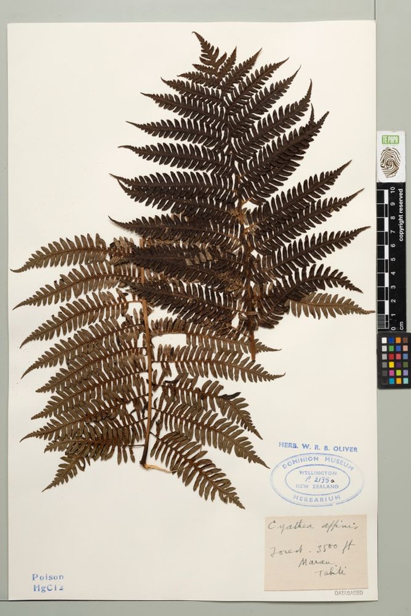 Cyathea retanae photo 3