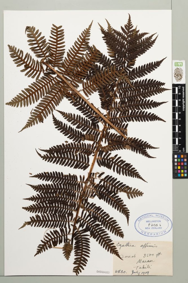 Cyathea retanae photo 4