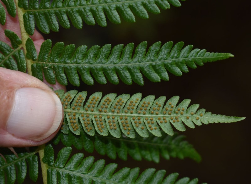Cyathea robertsiana