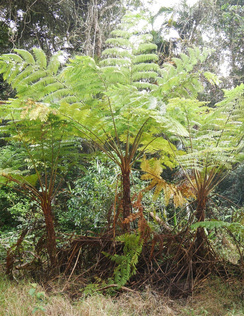Cyathea robertsiana photo 2