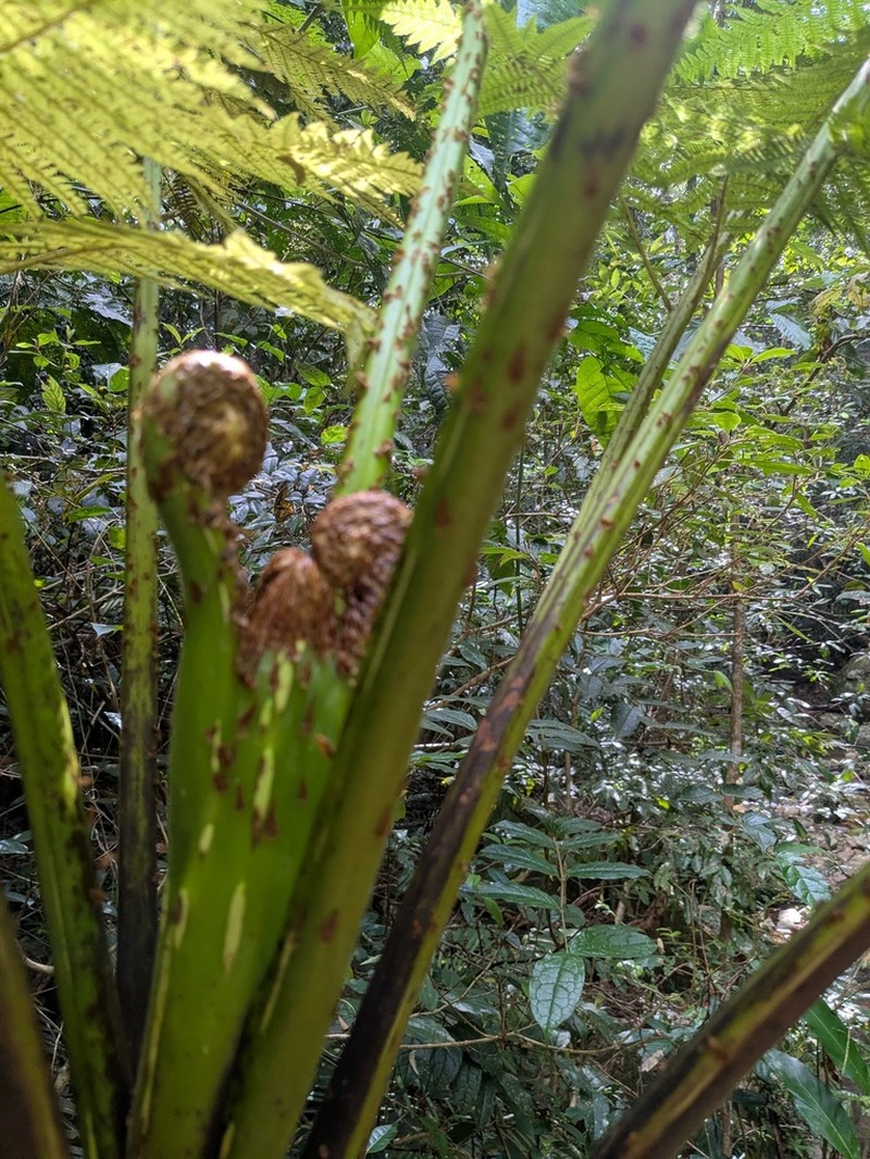 Cyathea robertsiana photo 3