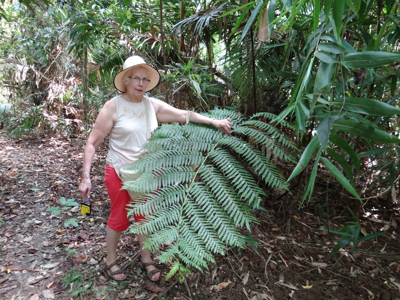 Cyathea robertsiana photo 4