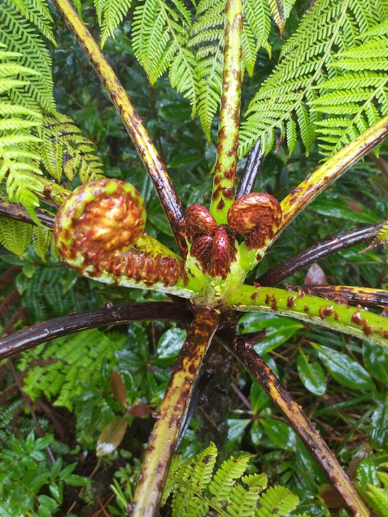 Cyathea robertsiana photo 5