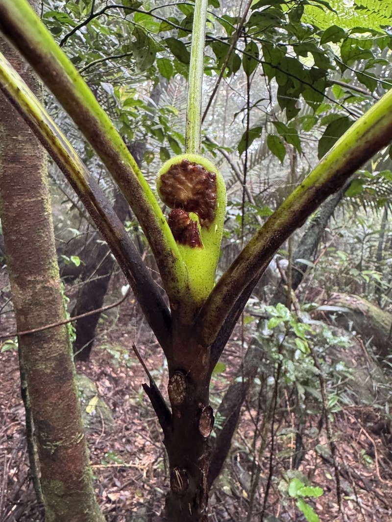 Cyathea robertsiana photo 6
