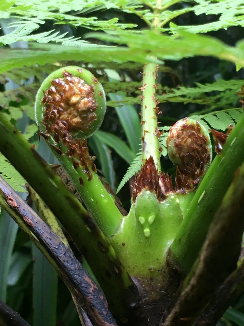 Cyathea robertsiana photo 7