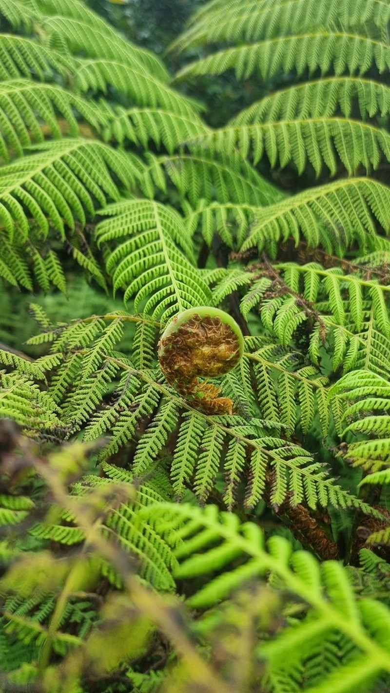 Cyathea robertsiana photo 8