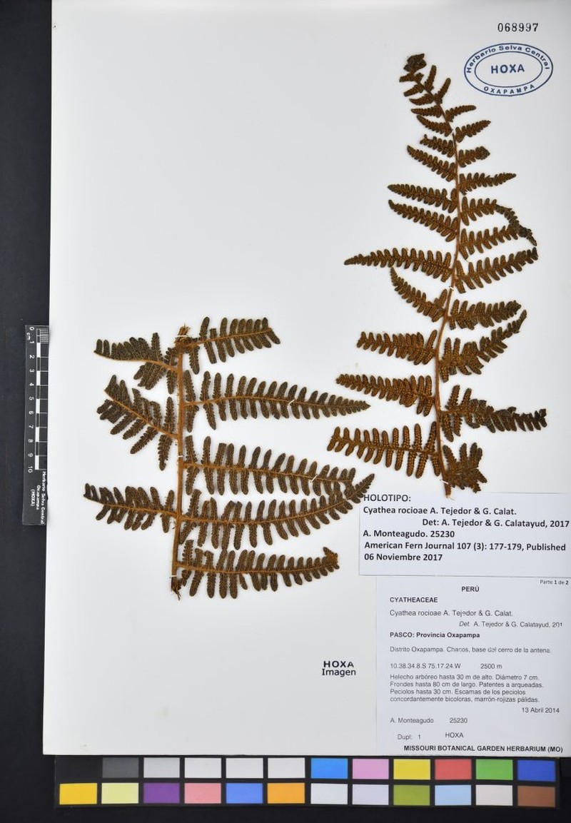 Cyathea rocioae
