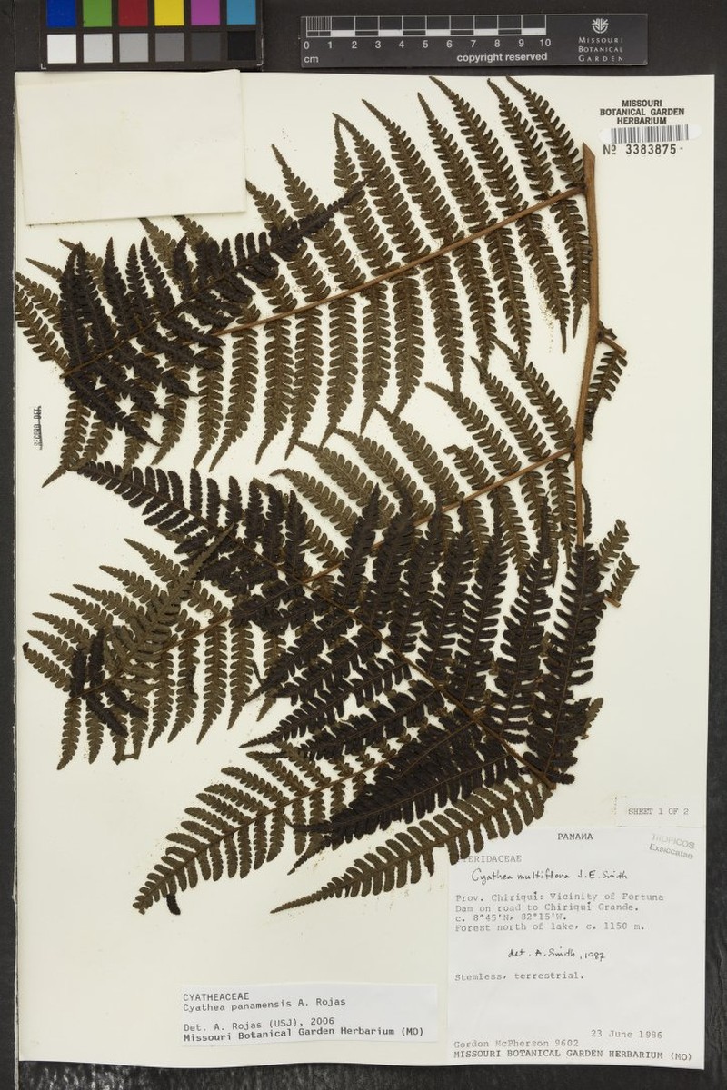 Cyathea rojasiana
