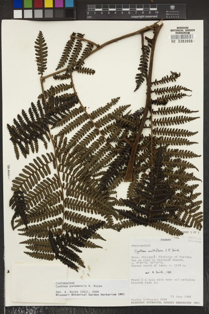 Cyathea rojasiana photo 2