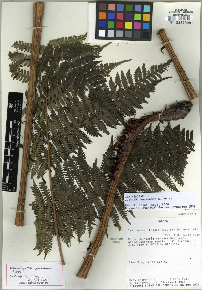 Cyathea rojasiana photo 3