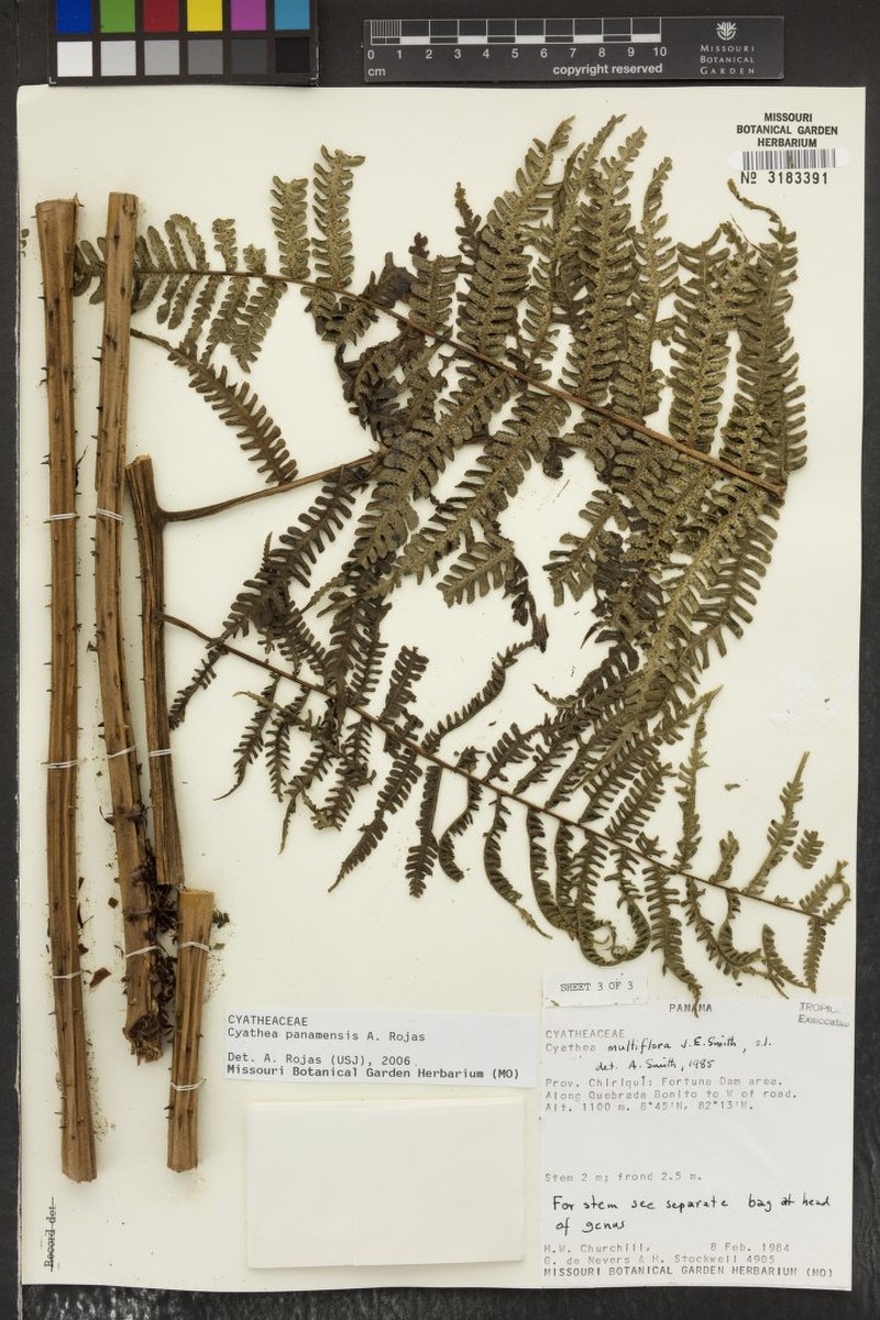 Cyathea rojasiana photo 4