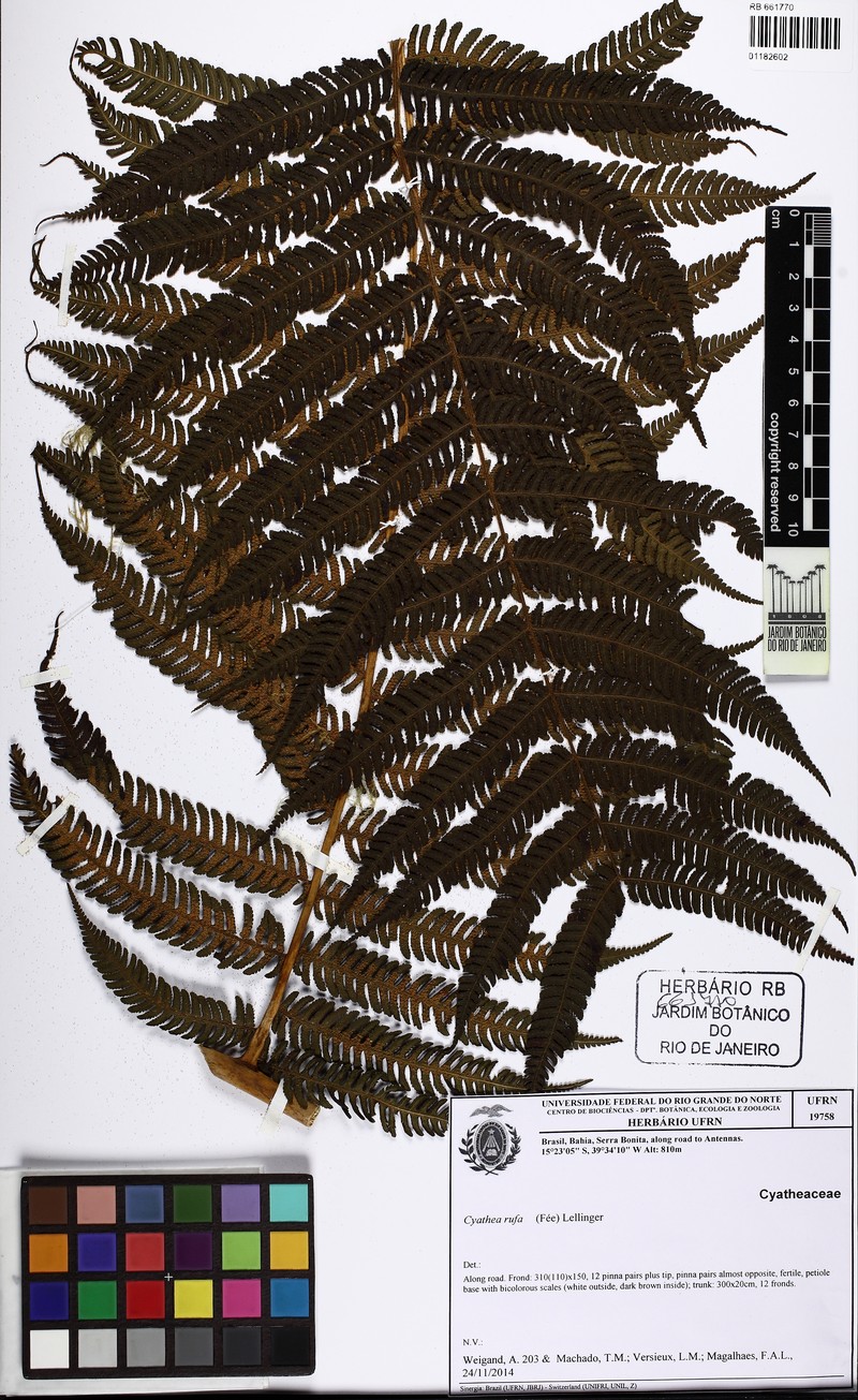 Cyathea rufa