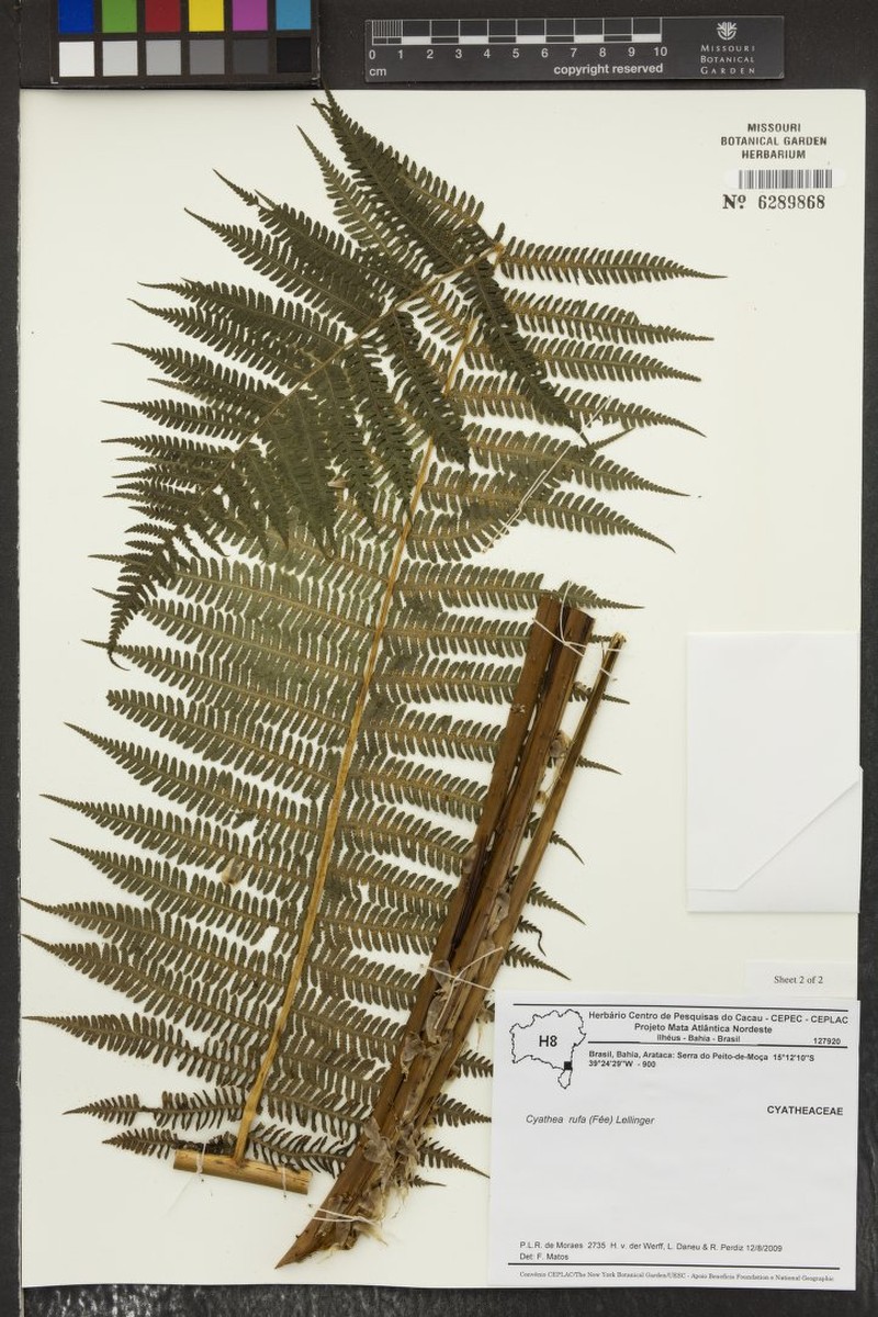 Cyathea rufa photo 2