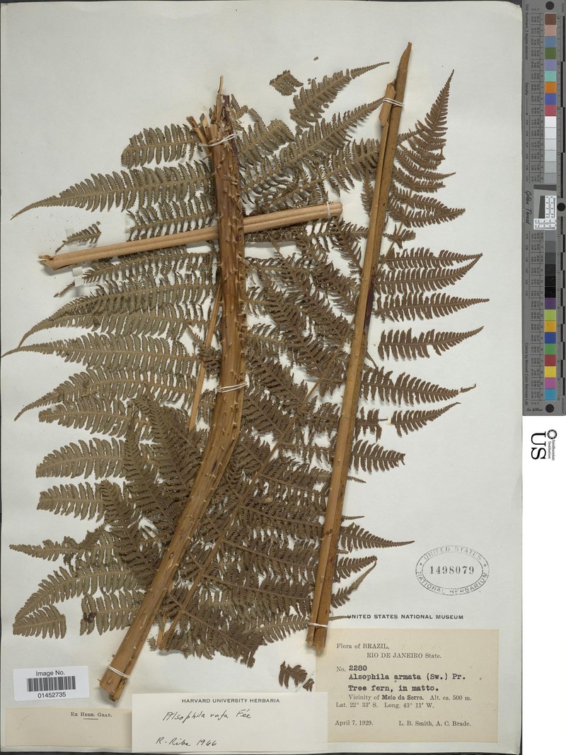 Cyathea rufa photo 3
