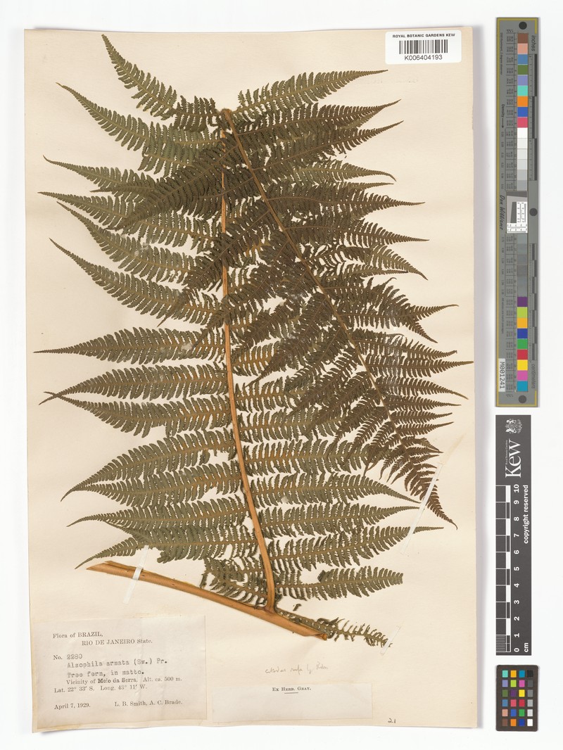 Cyathea rufa photo 4