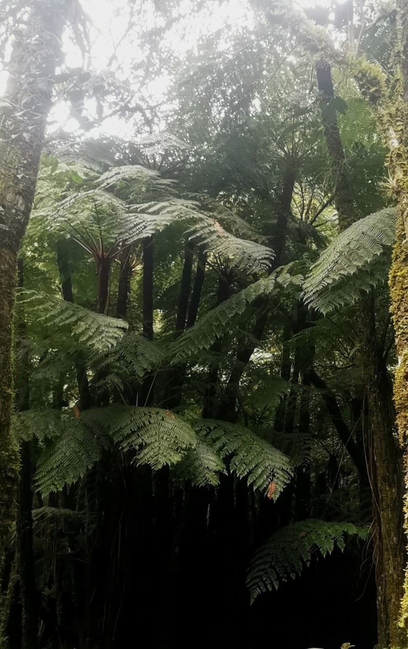 Cyathea ruiziana photo 2