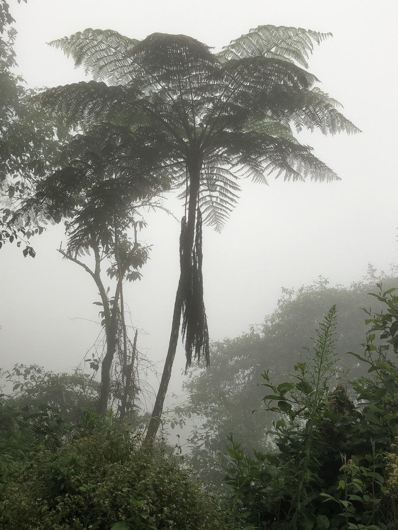 Cyathea ruiziana photo 3