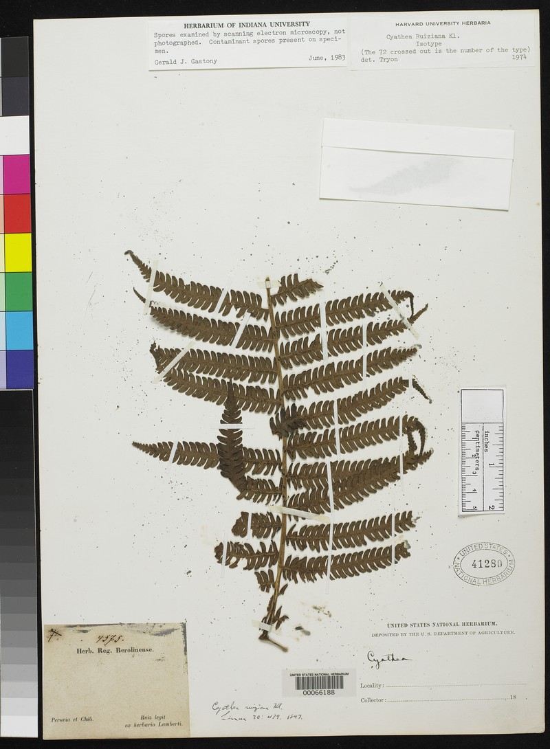 Cyathea ruiziana