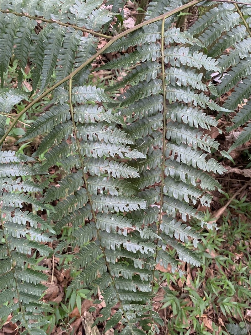 Cyathea ruttenbergiae