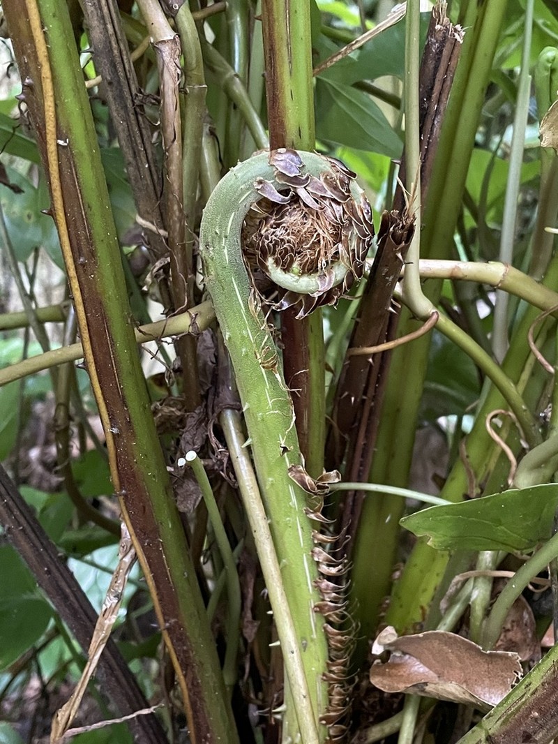 Cyathea ruttenbergiae photo 2