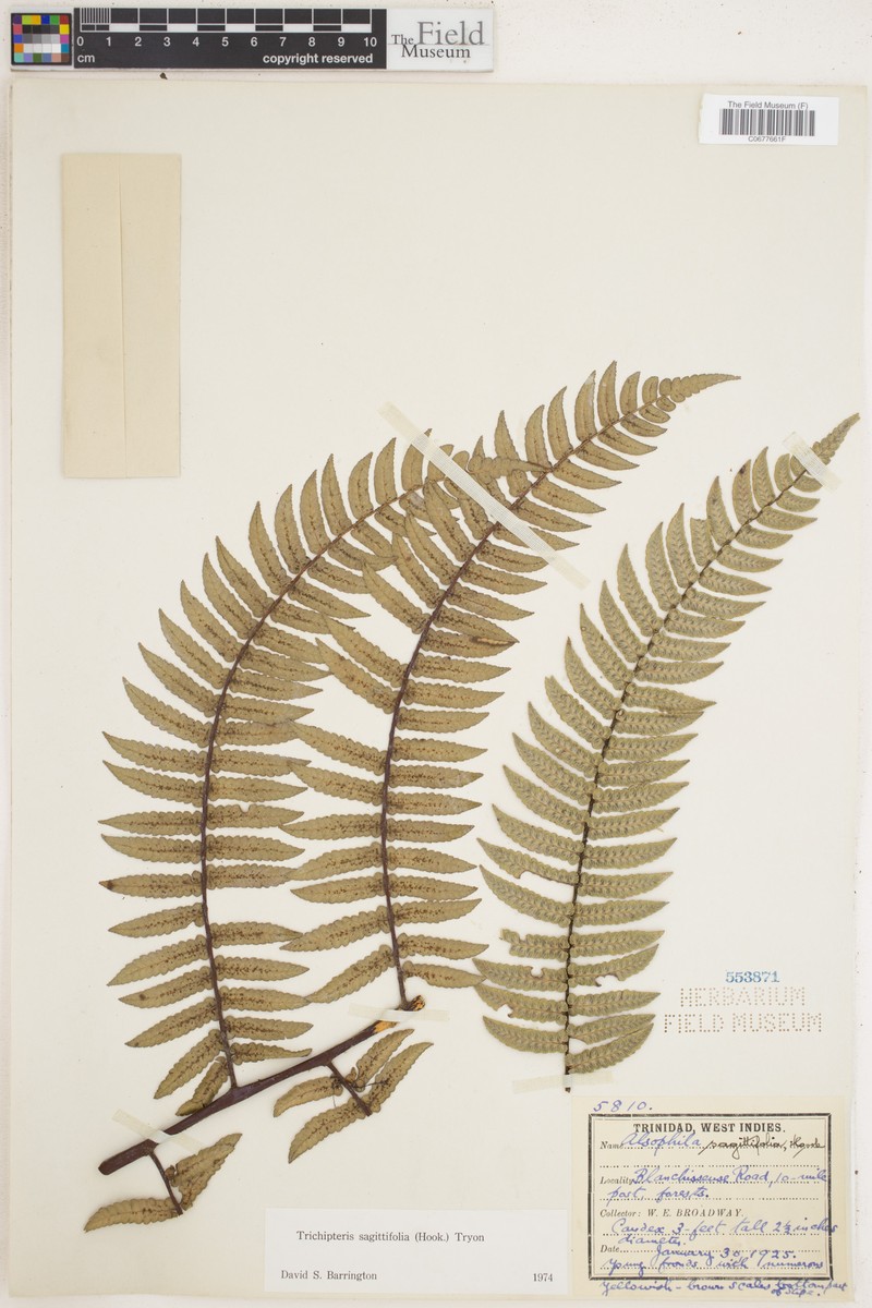 Cyathea sagittifolia
