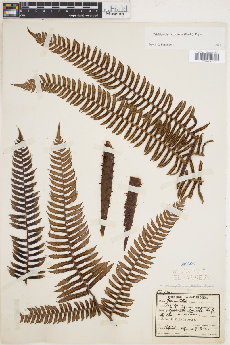 Cyathea sagittifolia photo 2