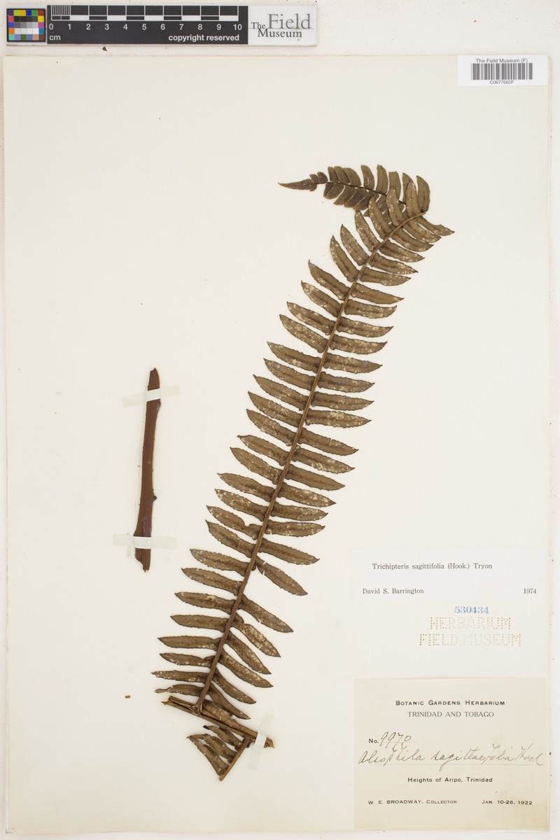 Cyathea sagittifolia photo 3
