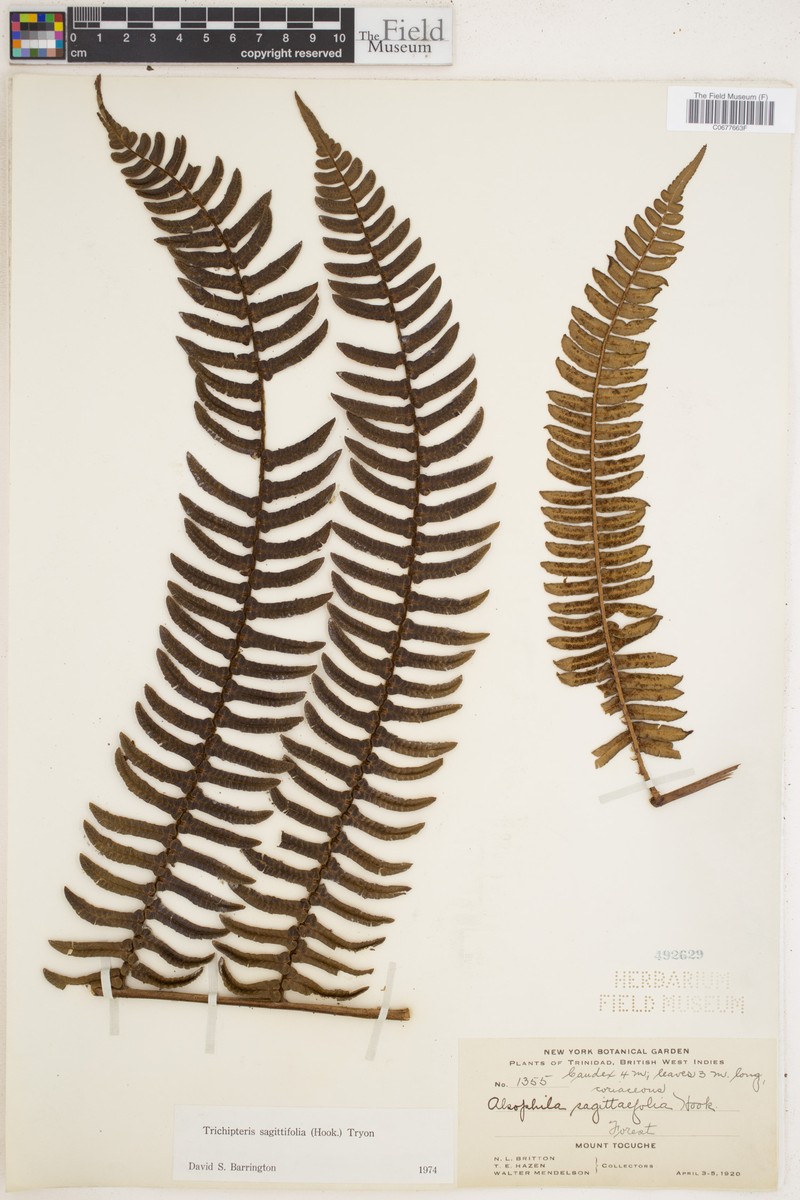 Cyathea sagittifolia photo 4
