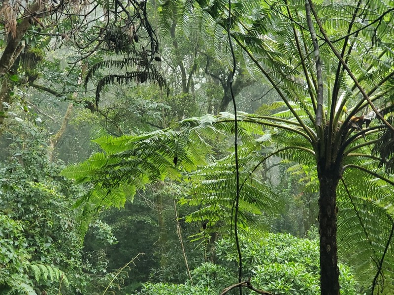 Cyathea schiedeana