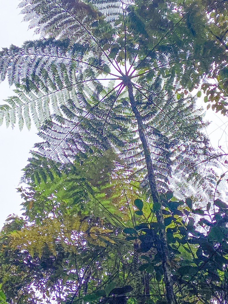 Cyathea schiedeana photo 2