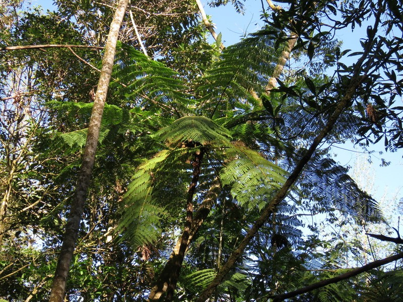 Cyathea schiedeana photo 3