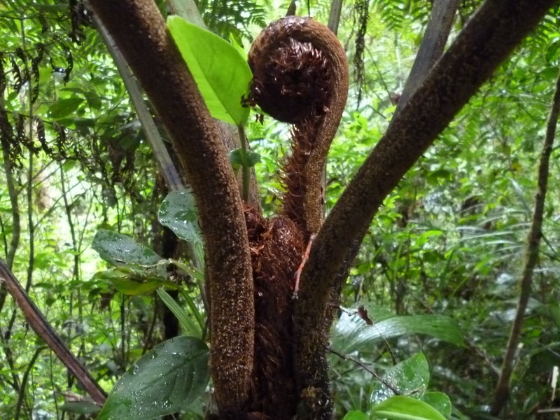 Cyathea schiedeana photo 4
