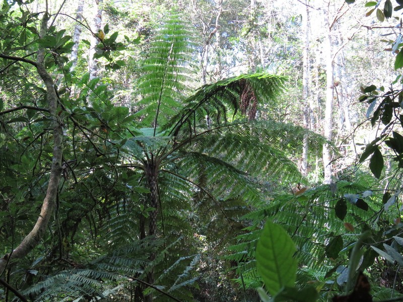 Cyathea schiedeana photo 5