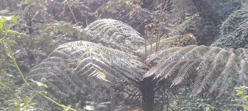Cyathea schiedeana photo 6
