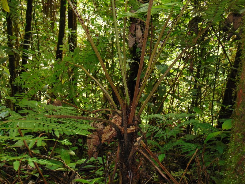 Cyathea schiedeana photo 7