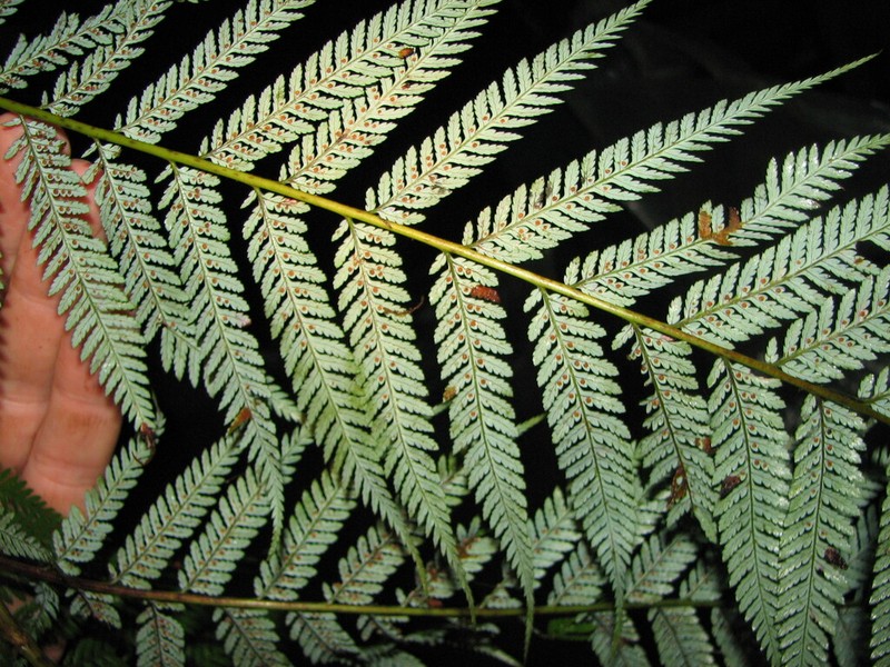 Cyathea schiedeana photo 8