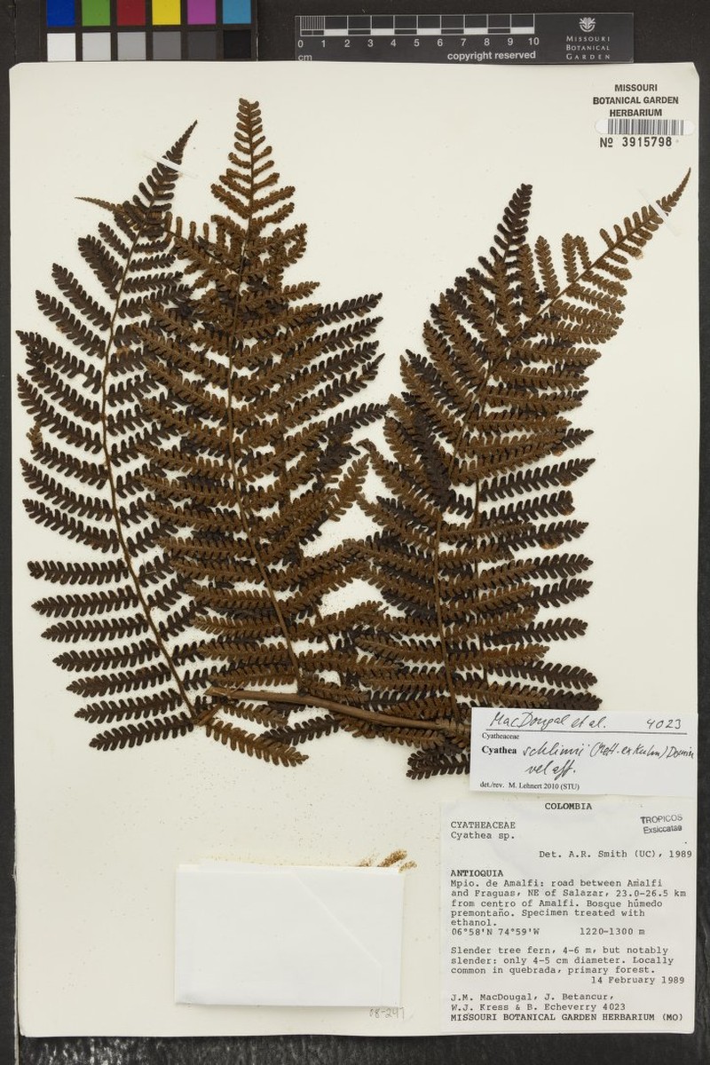 Cyathea schlimii