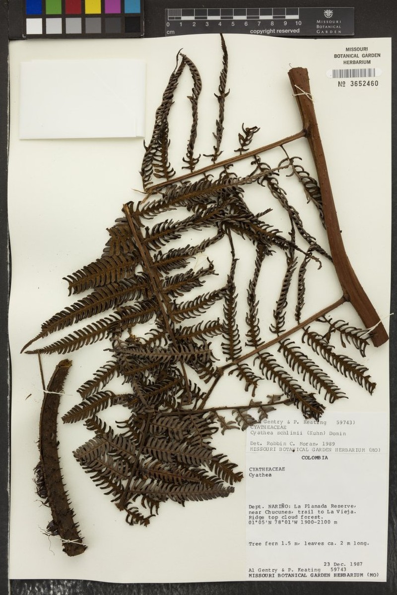 Cyathea schlimii photo 2