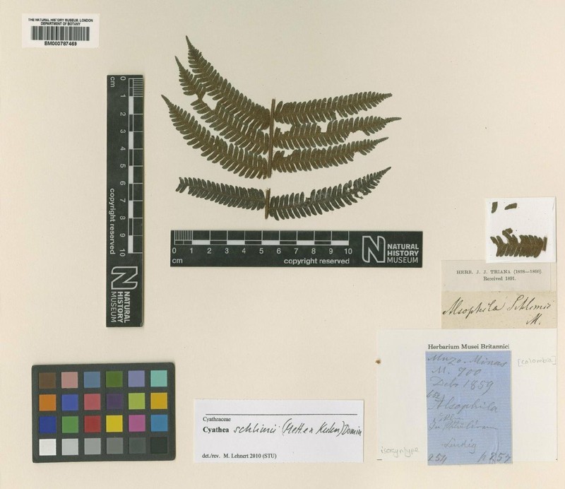 Cyathea schlimii photo 3