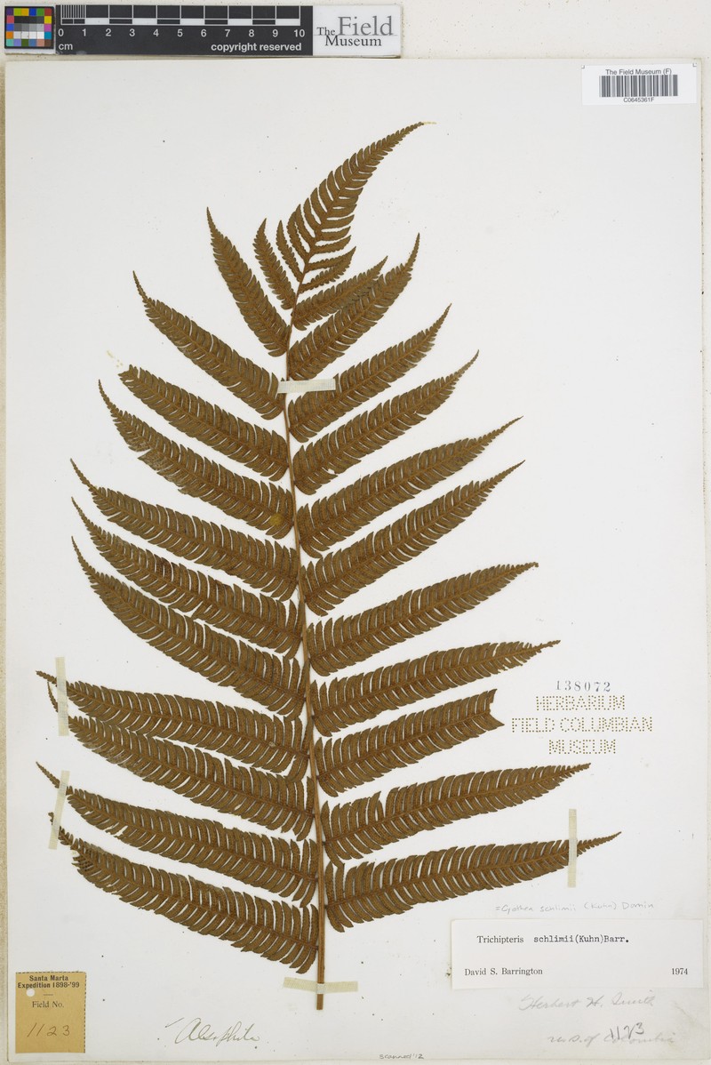 Cyathea schlimii photo 4