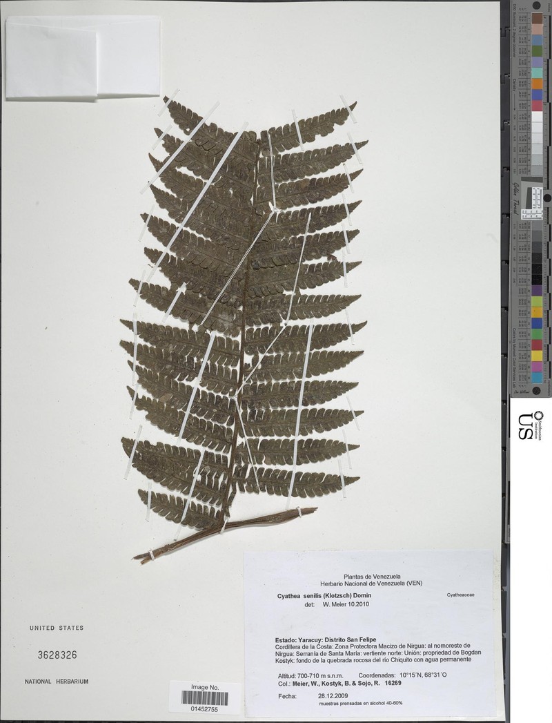 Cyathea senilis