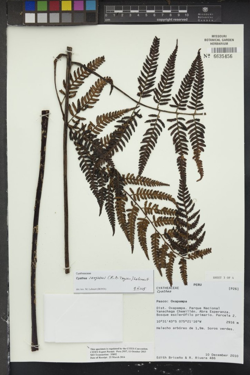 Cyathea serpens