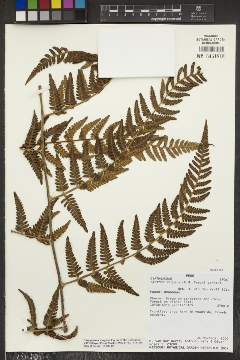 Cyathea serpens photo 2