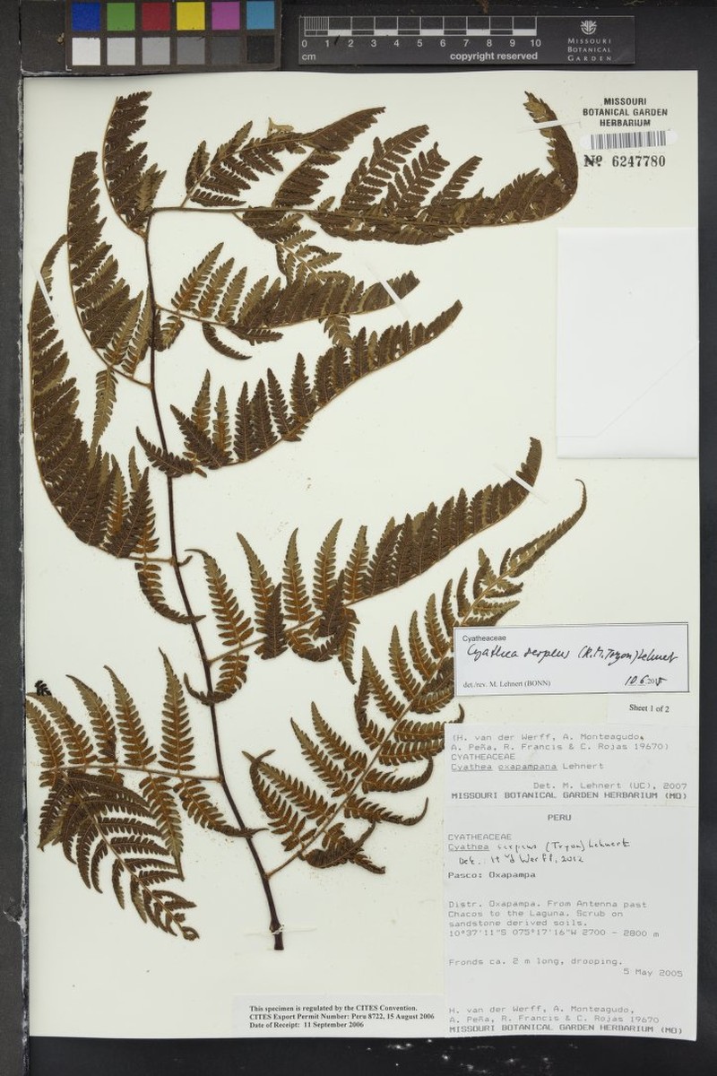 Cyathea serpens photo 3