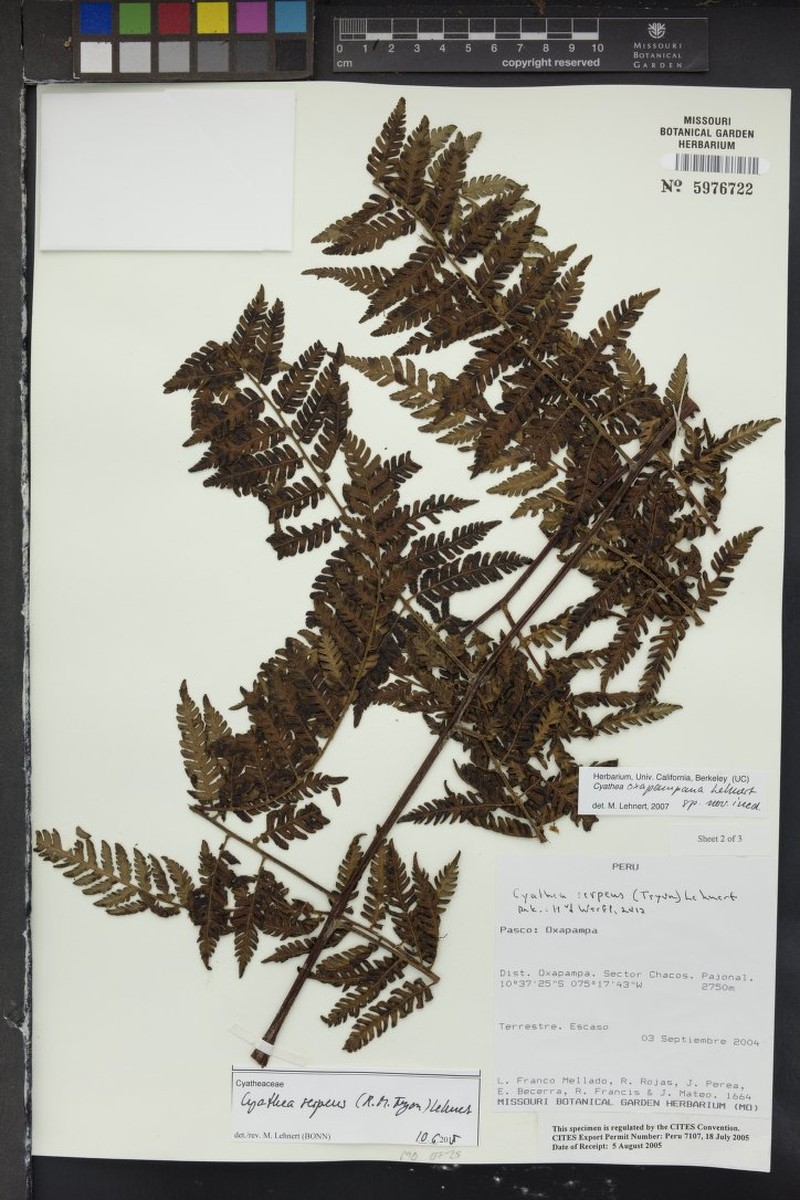 Cyathea serpens photo 4