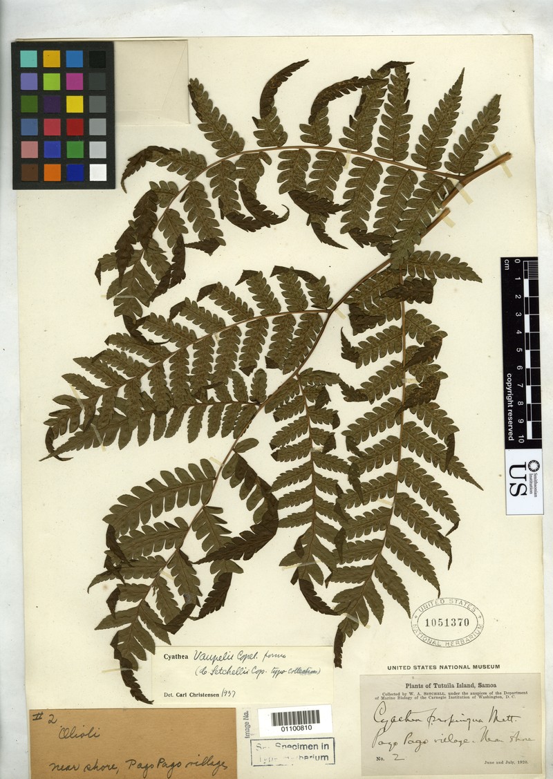 Cyathea setchellii