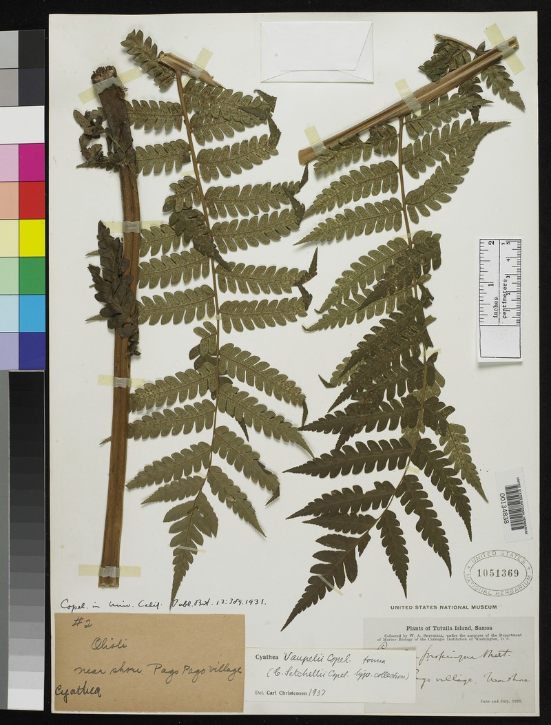 Cyathea setchellii photo 2